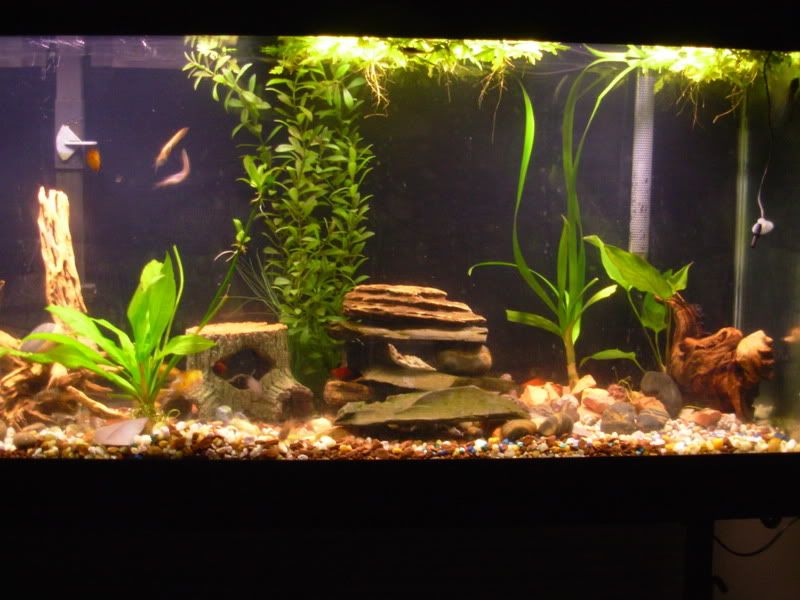 cholla wood Tropical Fish Keeping Aquarium fish care and resources